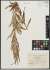Foto von Salix purpurea L. x Salix viminalis L.
